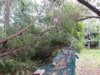 treedown1.JPG treedown1.JPG