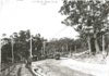 Rose Bay Tram new South Head Rd.jpg