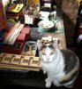 workbench darj 005.JPG