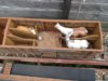 Horse 2 001.JPG