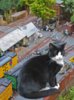 cat at beaver creek 2.jpg