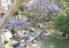 wisteria.jpg wisteria.jpg