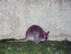 wesley the wallaby by nick perry.jpg