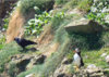 puffin-and-jackdaw.jpg