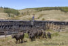 DRGW 485 Cattle stockyard.jpg