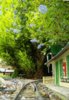 tree growth 004.JPG