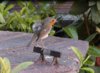 1-Robin3.jpg