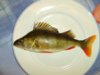 Perch_fish_on_plate.jpg