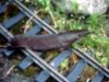 Slugs U like.JPG