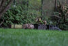 Garden_-11.jpg