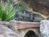 mint gully IMG_2478 s.jpg