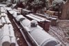 frost beaver yard 2.jpg
