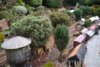 beaver yard damage 1.jpg beaver yard damage 1.jpg