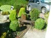 Clipped shrubs.JPG