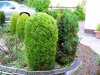 More clipped shrubs (3).JPG