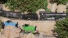 late sun thomas double head 2.jpg