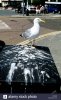 a-seagull-stood-on-a-box-with-seagull-poop-hastings-east-sussex-uk-AP9N6R.jpg