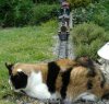 Cat sat on the track 001.jpg