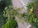 Weeds (12).JPG