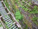 Weeds (2).JPG