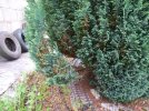 Weeds (4).JPG