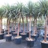 Cordyline.jpg