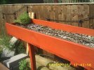 THYME IN PLANTER.JPG