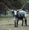 Longhorn_Steer.jpg