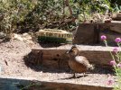 IMG_2668small.jpg