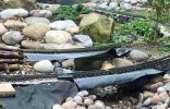 Wagtail.jpg