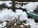 first snow - 1 _1_.jpg