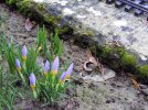 2020Crocus-01.jpg 2020Crocus-01.jpg