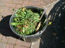 Weeding _2_.JPG
