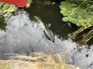 E0816253-71D8-4486-990C-1E8C79313F20.jpeg