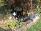 4 cat by old tunnel whole are needs tidying.jpg 4 cat by old tunnel whole are needs tidying.jpg