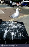a-seagull-stood-on-a-box-with-seagull-poop-hastings-east-sussex-uk-AP9N6R.jpg