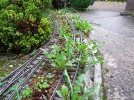 Pruning & weeding (2).JPG