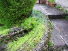 Pruning & weeding (1).JPG