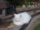 rosie1.JPG
