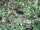 Behind the hedge (1).JPG