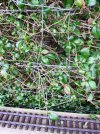 Behind the hedge (3).JPG