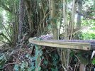 Behind the hedge (8).JPG