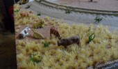 bueffelgras03.JPG bueffelgras03.JPG