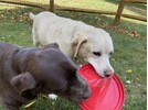 IMG_1697.jpeg