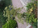 Weeds (12).JPG