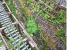Weeds (2).JPG