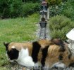 Cat sat on the track 001.jpg Cat sat on the track 001.jpg