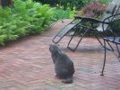 Cat and frog.jpg
