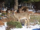 deer.jpg