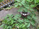 butterfly.JPG